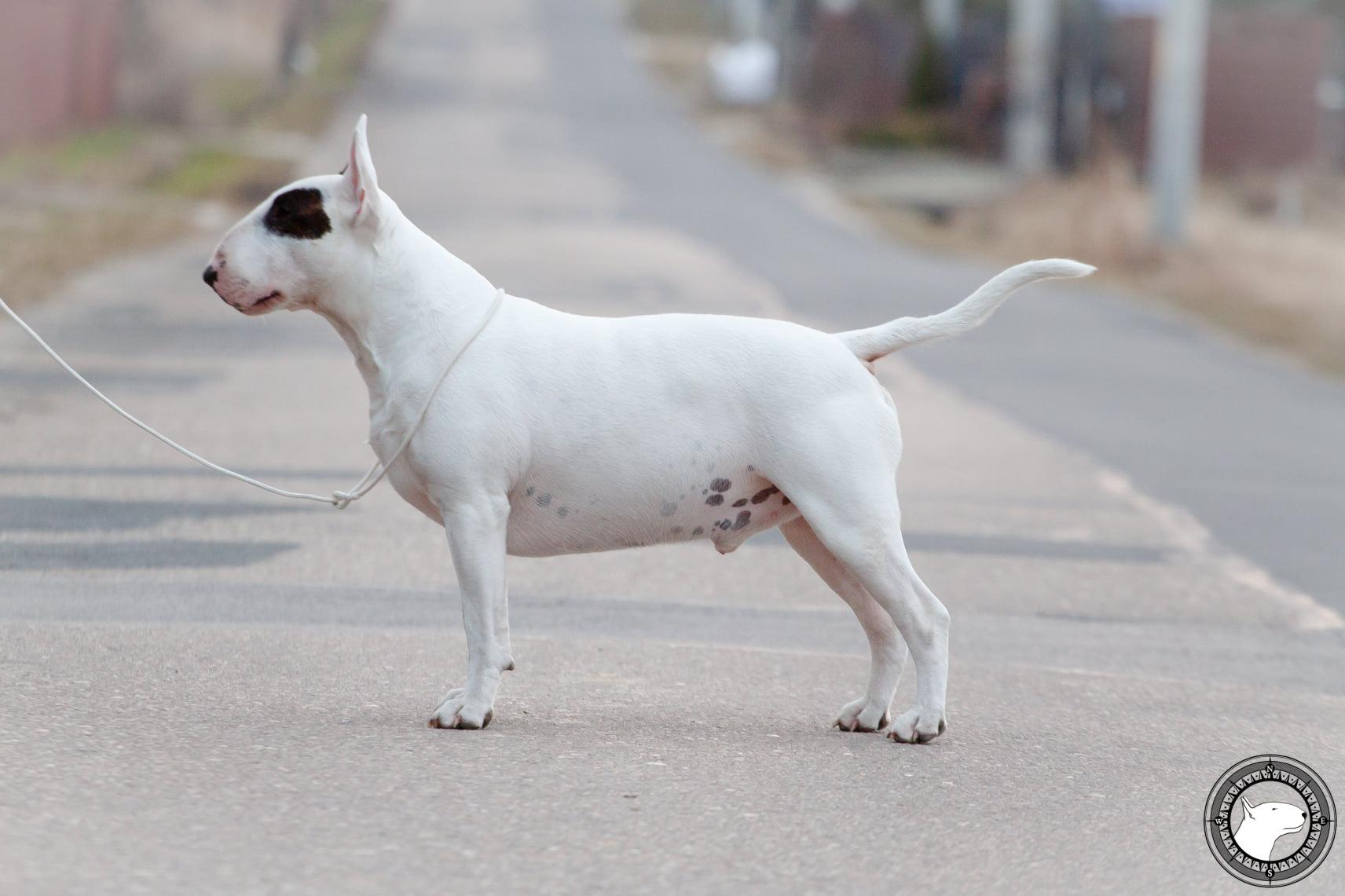 DIAMOND DRAGON TIMAR